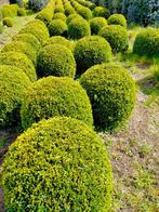 buxusbollen, Ophalen, Buxus