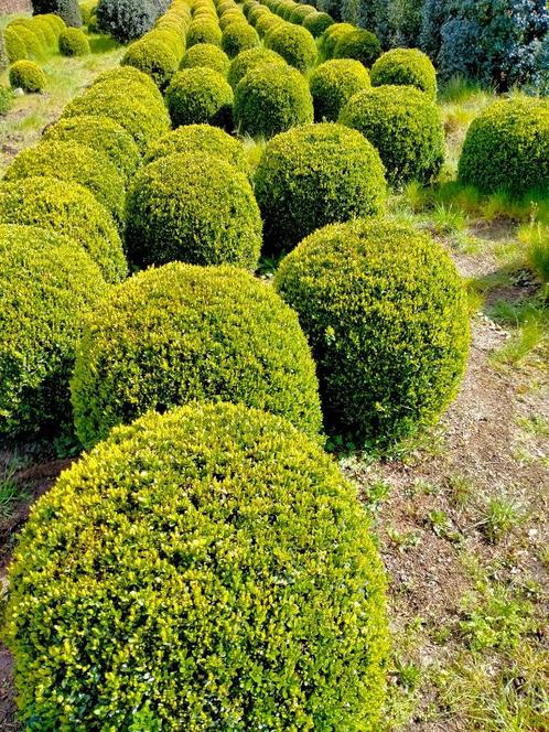 buxusbollen, Jardin & Terrasse, Plantes | Arbustes & Haies, Buis, Enlèvement