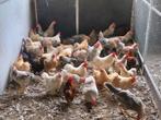 Hanen, Dieren en Toebehoren, Pluimvee, Mannelijk, Kip