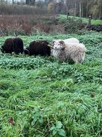 Moutons, Animaux & Accessoires, Moutons, Chèvres & Cochons, Mâle, Mouton, 0 à 2 ans