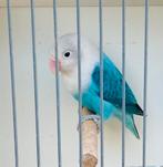 Fischerie opaline  dd blauw 5/2025, Dieren en Toebehoren, Geslacht onbekend, Dwergpapegaai of Agapornis, Geringd