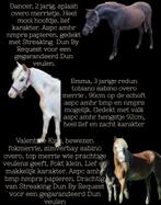 Super mooie ASPC AMHR NMPRS BMP paardjes, Dieren en Toebehoren, Pony's, Hengst