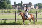 Super mooie A pony Lrv gelopen/ koets ervaring-sulky, Dieren en Toebehoren, Pony's, B, Gechipt, Ruin, Springpony