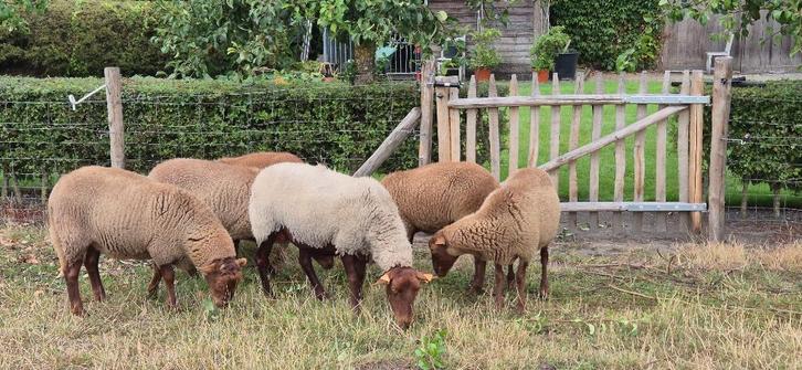 Ardense voskop. Ramlammeren, Dieren en Toebehoren, Overige Dieren, Mannelijk, Maart