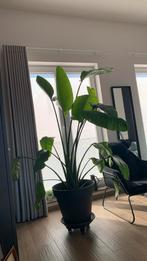 Grote Strelitzia Nicolai (witte paradijsvogelplant), Ophalen