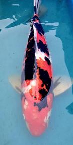 Japoński Koi 51cm / Showa /, Dieren en Toebehoren, Vissen | Vijvervissen