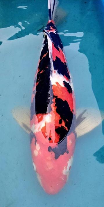 Japoński Koi 51cm / Showa /  beschikbaar voor biedingen