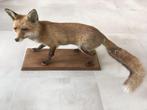 Héél mooie vos - taxidermie taxidermy, Verzamelen, Ophalen of Verzenden, Gebruikt, Wild dier, Opgezet dier