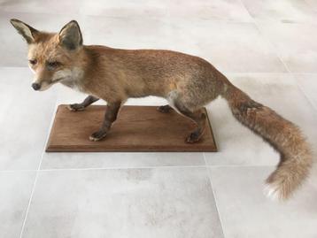 Héél mooie vos - taxidermie taxidermy beschikbaar voor biedingen