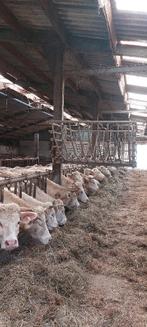 râtelier rotatif bovins, Accessoires