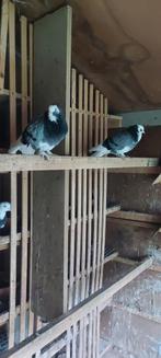 Gratis, Animaux & Accessoires, Oiseaux | Pigeons