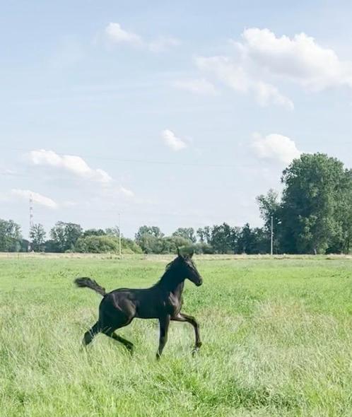 SECRET x FINEST, Animaux & Accessoires, Chevaux, Étalon, Ne s'applique pas, 170 à 175 cm, 0 à 2 ans, Cheval de dressage, Avec pedigree