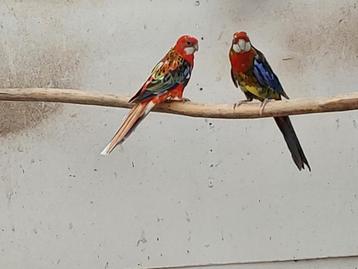 Koppel rosella beschikbaar voor biedingen