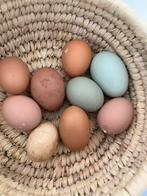 Araucana (zwarte kip) en olive legger, Kip