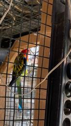 Parkiet rossella man, Dieren en Toebehoren