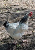Jonge Sussex kip hen, Dieren en Toebehoren, Pluimvee, Vrouwelijk, Kip