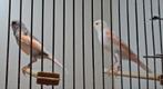 Harlekijn kanaries., Dieren en Toebehoren, Vogels | Kanaries