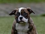 PRACHTIGE AMERICAN BULLY PUP, Dieren en Toebehoren, Honden | Bulldogs, Pinschers en Molossers, België, 15 weken tot 1 jaar, CDV (hondenziekte)