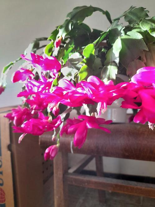 fuchsia lidcactusstekje geplant beschikbaar, Maison & Meubles, Plantes d'intérieur, Plante succulente, Moins de 100 cm, Plante à fleurs