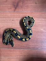 Ball python wildkleur 0.1, Slang, Tam, 0 tot 2 jaar