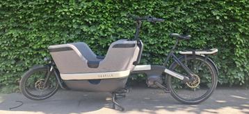 Te koop gazelle makki beschikbaar voor biedingen