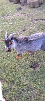 Dwerggeitbokje, Dieren en Toebehoren, Mannelijk, Geit, 0 tot 2 jaar