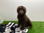 Bordoodle pups, België, 8 tot 15 weken, CDV (hondenziekte), Meerdere