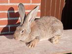 mannelijk konijn (vlaamse reus), Dieren en Toebehoren, Mannelijk, Groot