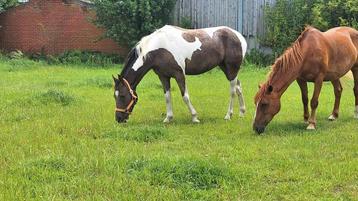Lieve C-pony (4 jaar), Vermifugé, Moins de 160 cm, Ne s'applique pas, Cheval de récréation