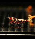 Red boa caridina garnalen