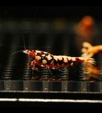 Red boa caridina garnalen, Dieren en Toebehoren, Vissen | Aquariumvissen