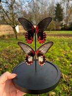 Opgezette vlinder - Papilio Rumanzovia, Verzamelen, Ophalen of Verzenden, Nieuw, Insect, Opgezet dier