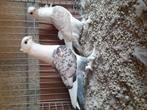 Oud-Oosterse Meeuwen., Dieren en Toebehoren, Vogels | Duiven