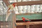 Stanley Rosella Koppel, Dieren en Toebehoren, Meerdere dieren, Parkiet, Geringd