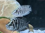 5 x F1 Altolamprologus calvus "Black", Dieren en Toebehoren, Vis, Zoetwatervis