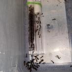 Camponotus barbaricus 1q 180-200w | mieren ant mierenkolonie, Dieren en Toebehoren, Insecten en Spinnen, Mieren