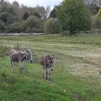 Wandelmaatje gezocht Man, Contacten en Berichten, Huisgenoten gezocht