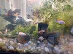 Guppy's en platy's te koop, Animaux & Accessoires, Poissons | Poissons d'aquarium