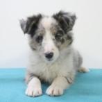 Sheltie pups te koop, Dieren en Toebehoren, Honden | Herdershonden en Veedrijvers, 15 weken tot 1 jaar, Buitenland, CDV (hondenziekte)