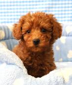 Superleuke Poedel pups!, Dieren en Toebehoren, Poedel, 15 weken tot 1 jaar, Buitenland, CDV (hondenziekte)