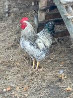 2 Jonge Knappe Hanen Gratis, Dieren en Toebehoren, Mannelijk, Kip