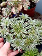 Aeonium Suzaku, Enlèvement ou Envoi