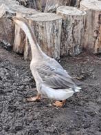 2 ganzen, Dieren en Toebehoren, Pluimvee, Vrouwelijk, Gans of Zwaan