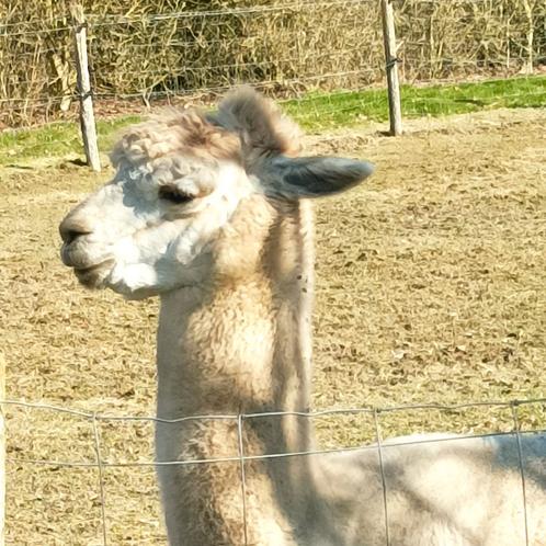 Alpaca's te koop (ras Top line Kluisbergen), Dieren en Toebehoren, Overige Dieren