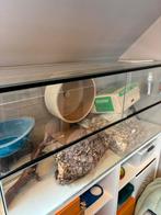 Terrarium 120x50x50, Dieren en Toebehoren, Kooi, 110 cm of meer, Zo goed als nieuw, Hamster