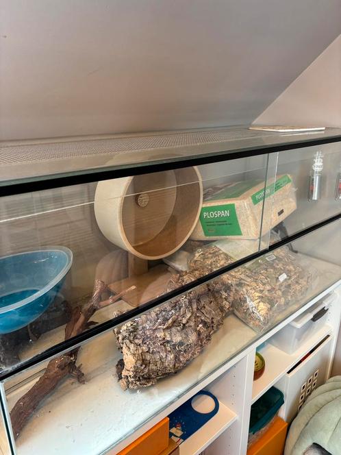 Terrarium 120x50x50, Dieren en Toebehoren, Knaagdieren en Konijnen | Hokken en Kooien, Zo goed als nieuw, Kooi, Minder dan 60 cm