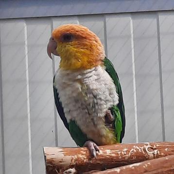 Groendij-caique/papegaai. beschikbaar voor biedingen