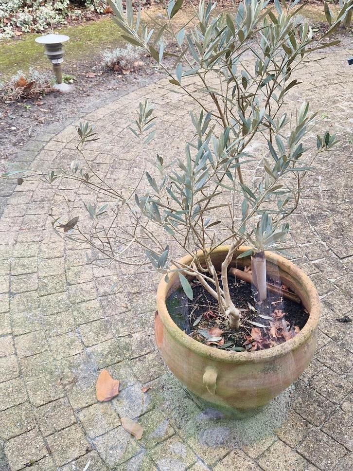 Gratis witte klinkers rond terras, Tuin en Terras, Tegels en Klinkers, Gebruikt, Klinkers, 10 m² of meer, Ophalen