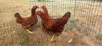 Wyandotte kriel, Dieren en Toebehoren, Pluimvee, Meerdere dieren, Kip