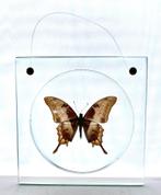 opgezette tropische vlinder in meandrusa sciron, Ophalen of Verzenden